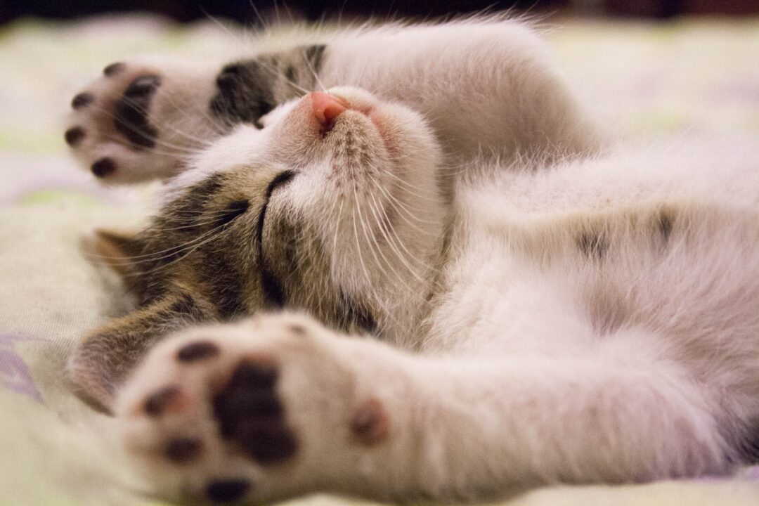 The Science of Sleep: How Restorative Rest Supports Mental Health Recovery